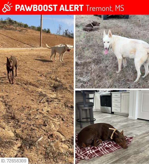 Lost Male Dog last seen Tremont MS, Tremont, MS 38876