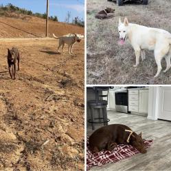 Lost Male Dog last seen Tremont MS, Tremont, MS 38876