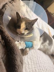 Lost Male Cat last seen Elsie and Bancroft , San Leandro, CA 94577