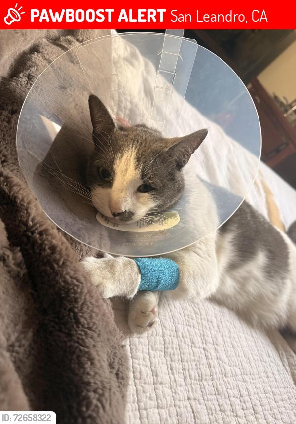 Lost Male Cat last seen Elsie and Bancroft , San Leandro, CA 94577