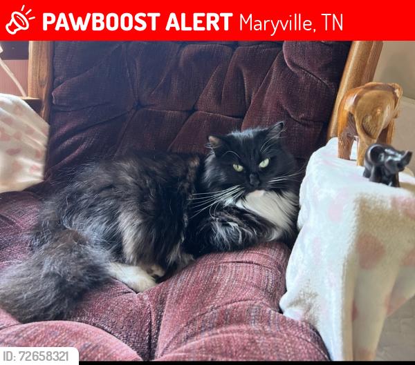 Lost Female Cat last seen Horace Taylor Rd, Maryville TN, Maryville, TN 37803