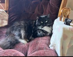 Lost Female Cat last seen Horace Taylor Rd, Maryville TN, Maryville, TN 37803