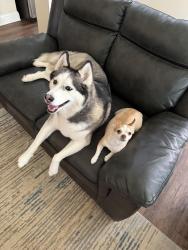 Lost Female Dog last seen Near castle top ct, Lawrenceville, GA 30045
