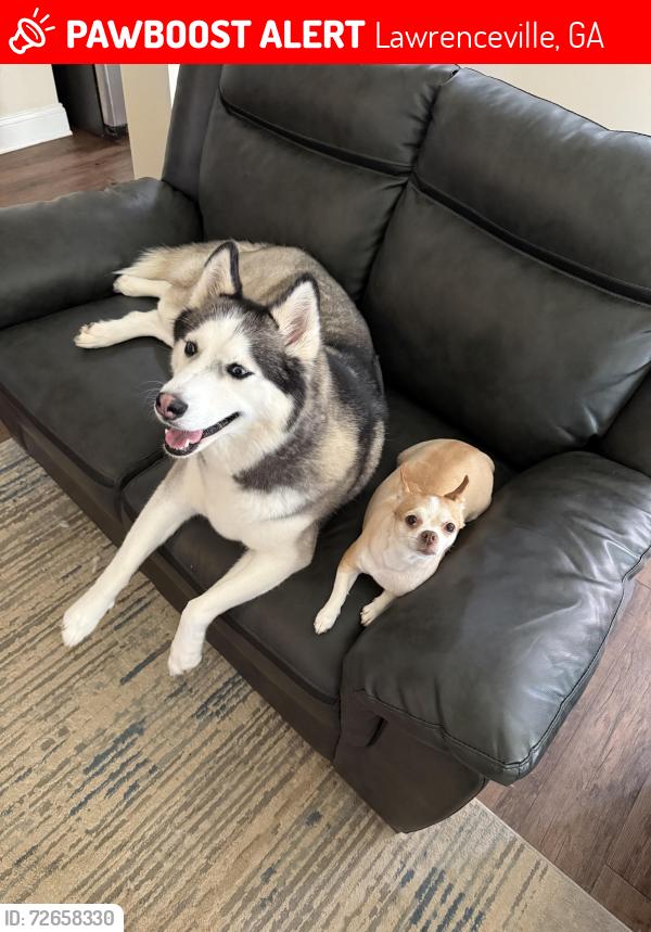 Lost Female Dog last seen Near castle top ct, Lawrenceville, GA 30045
