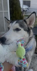 Lost Female Dog last seen 10th ave, Kennewick, WA 99336