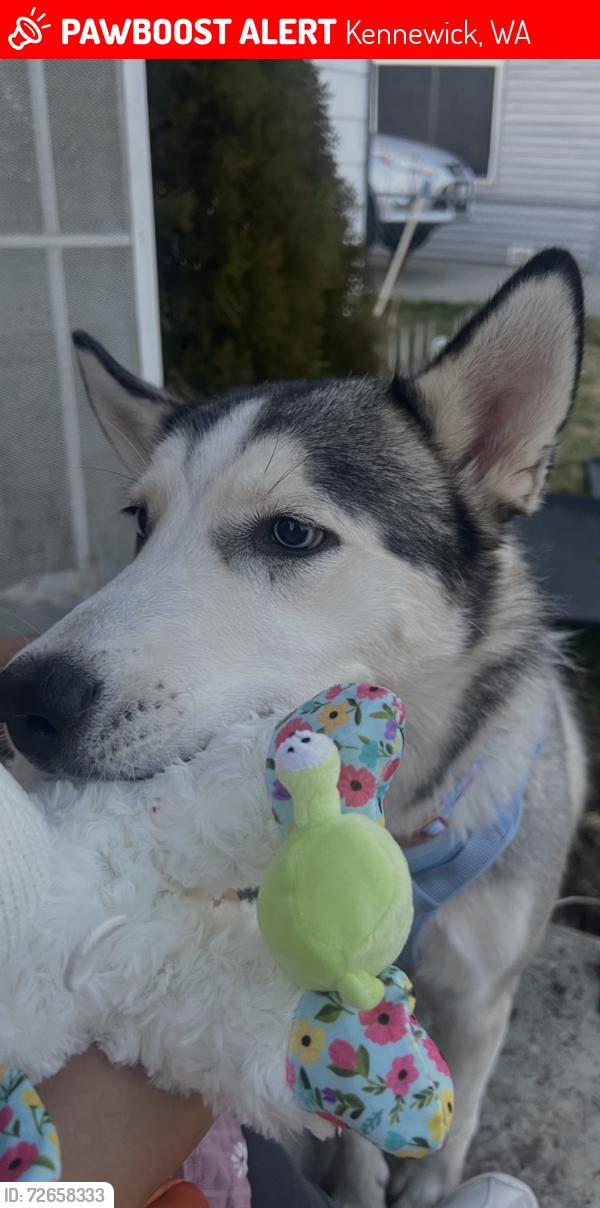 Lost Female Dog last seen 10th ave, Kennewick, WA 99336