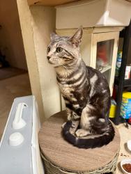 Lost Male Cat last seen Sugar tree neighborhood wisteria ct, Clarksville, TN 37040