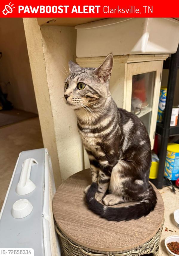 Lost Male Cat last seen Sugar tree neighborhood wisteria ct, Clarksville, TN 37040