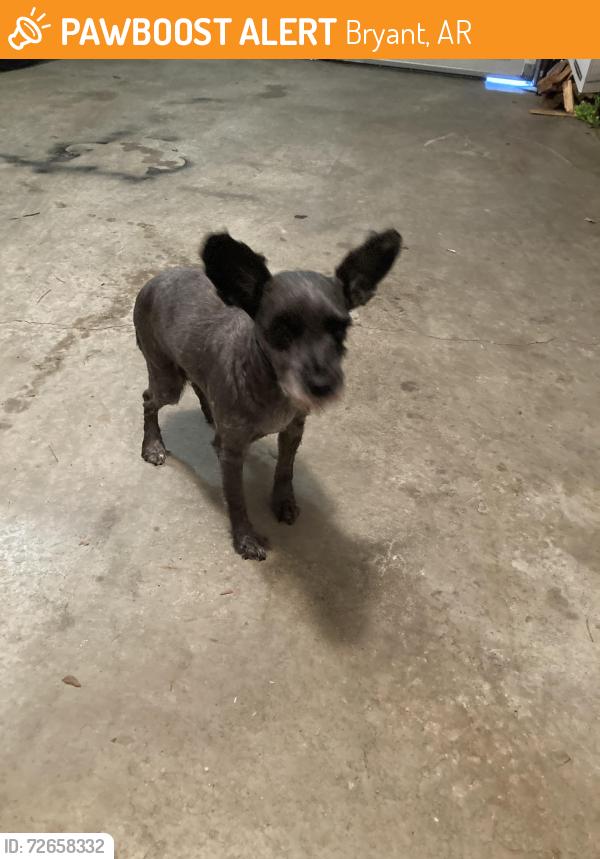 Found/Stray Female Dog last seen Majindra Dealership access road, Bryant, AR 72022