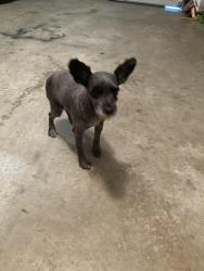 Found/Stray Female Dog last seen Majindra Dealership access road, Bryant, AR 72022