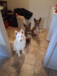 Lost Male Dog last seen Slide rd, Lubbock, TX 79416
