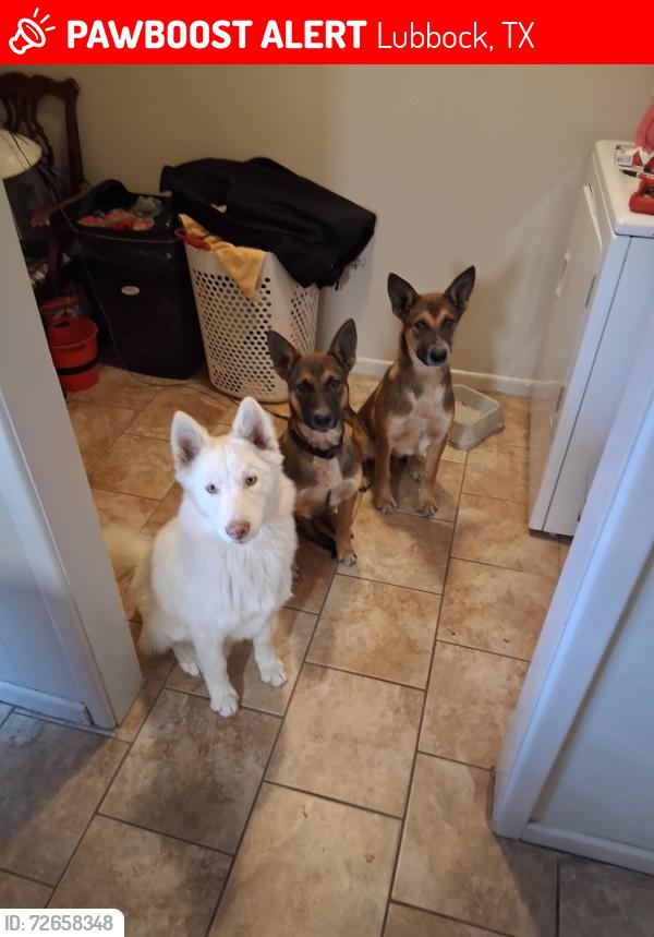 Lost Male Dog last seen Slide rd, Lubbock, TX 79416