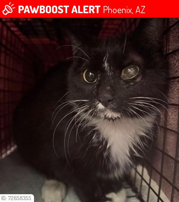 Lost Female Cat last seen Fairmount  and Indianaola, Phoenix, AZ 85015