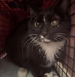 Lost Female Cat last seen Fairmount  and Indianaola, Phoenix, AZ 85015