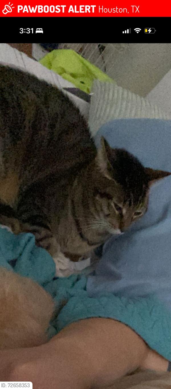 Lost Male Cat last seen Ashford lakes apt, Houston, TX 77079