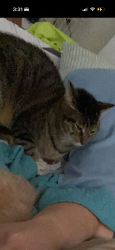 Lost Male Cat last seen Ashford lakes apt, Houston, TX 77079