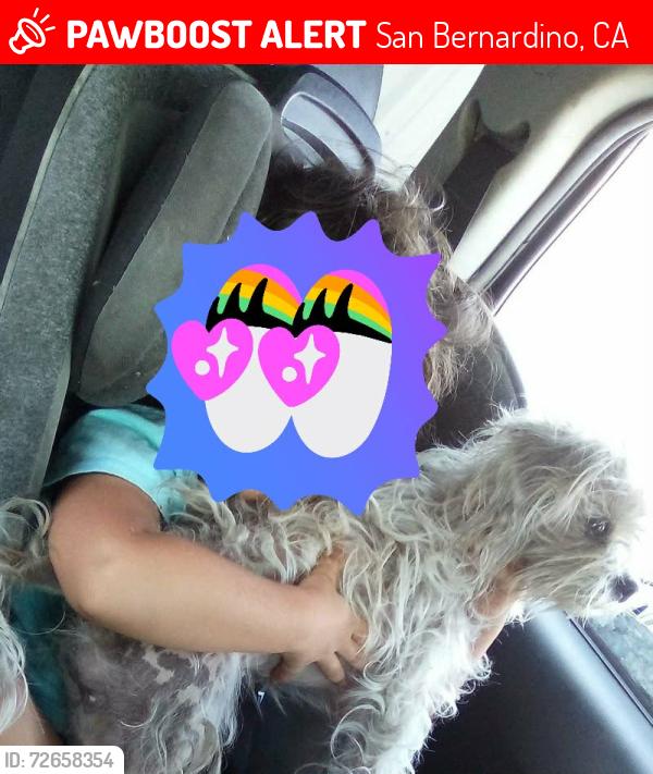 Lost Female Dog last seen Near N Chiquita Ln, San Bernardino, CA 92404 & Pumalo Street, San Bernardino CA 92404, San Bernardino, CA 92404
