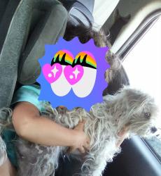 Lost Female Dog last seen Near N Chiquita Ln, San Bernardino, CA 92404 & Pumalo Street, San Bernardino CA 92404, San Bernardino, CA 92404