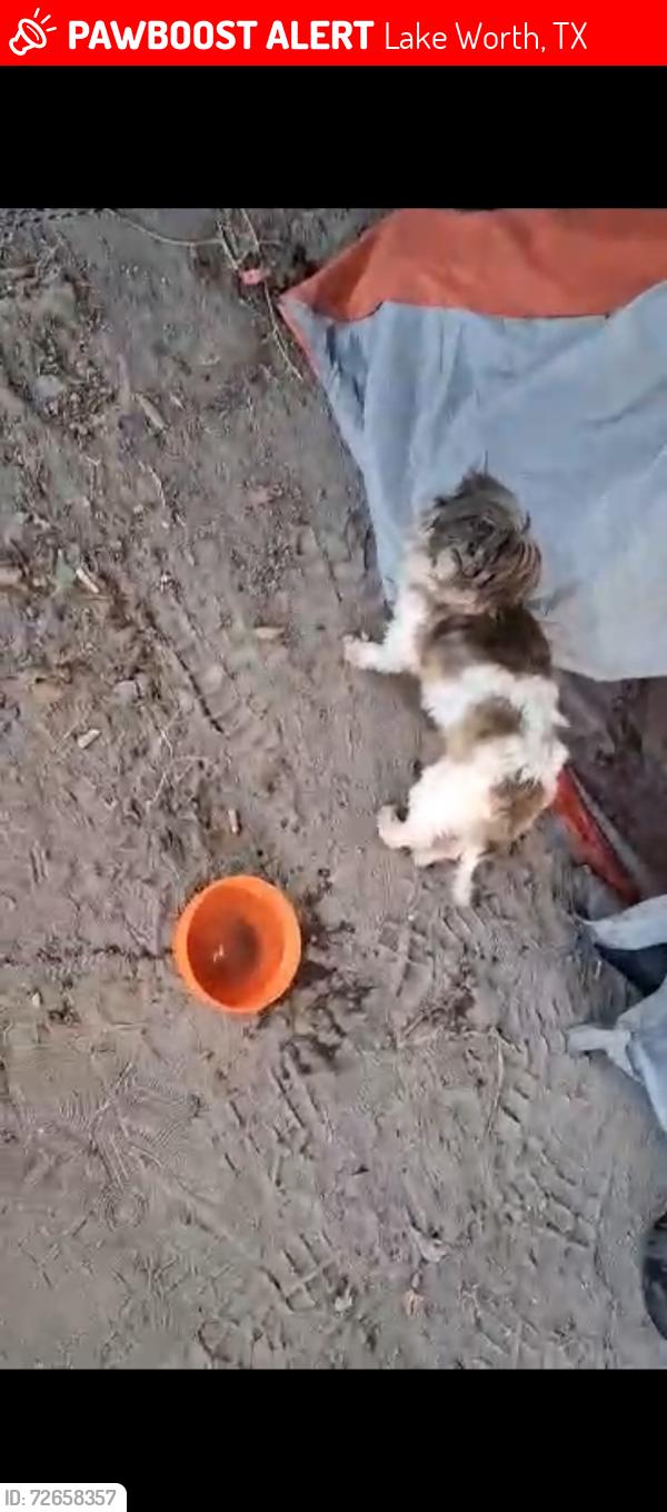 Lost Male Dog last seen Burlington lake worth, Lake Worth, TX 76135