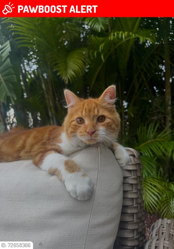Lost Male Cat last seen lantana and lyons road, Palm Beach County, FL 33467