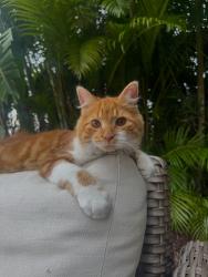 Lost Male Cat last seen lantana and lyons road, Palm Beach County, FL 33467