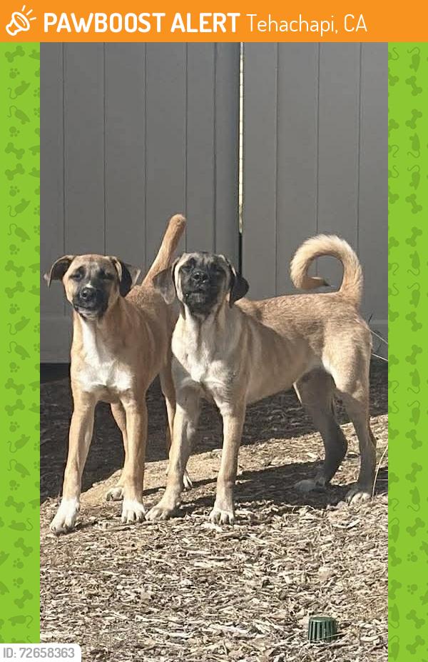 Found/Stray Male Dog last seen Carmelita Lane & Clasico Drive: Warrior Park, Tehachapi, CA 93561