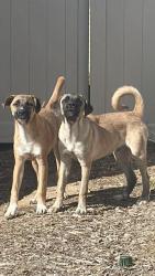 Found/Stray Male Dog last seen Carmelita Lane & Clasico Drive: Warrior Park, Tehachapi, CA 93561