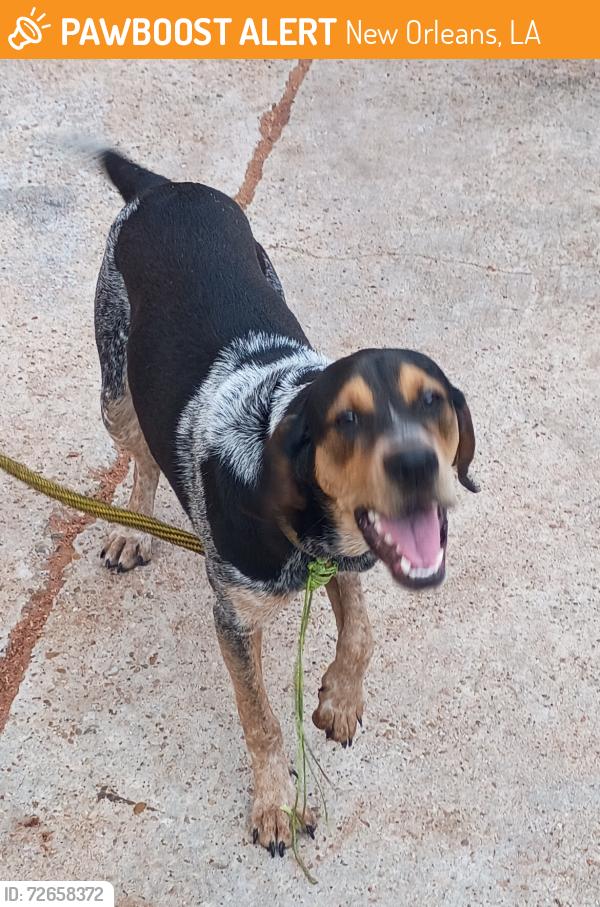 Found/Stray Male Dog last seen Second st and Magnolia , New Orleans, LA 70117