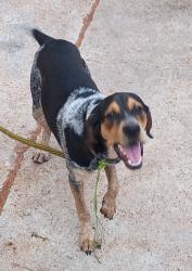 Found/Stray Male Dog last seen Second st and Magnolia , New Orleans, LA 70117
