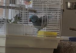 Lost Male Bird last seen Moore street Bondi 2026, Bondi Beach, NSW 2026