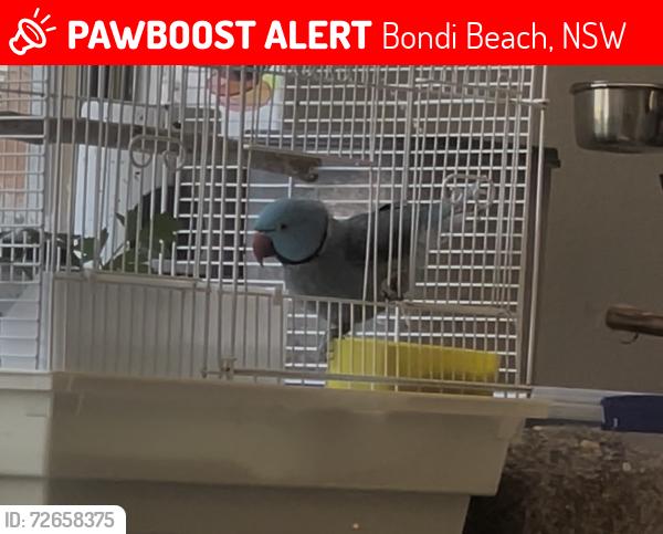 Lost Male Bird last seen Moore street Bondi 2026, Bondi Beach, NSW 2026