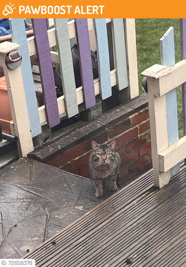 Found/Stray Male Cat last seen Rook wood, West Yorkshire, England LS9