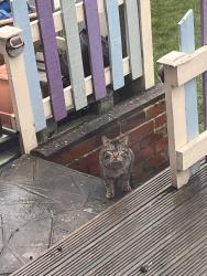 Found/Stray Male Cat last seen Rook wood, West Yorkshire, England LS9