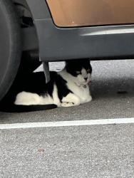 Found/Stray Unknown Cat last seen Seminole Blvd and Valor Preserve Way, Seminole, FL 33772