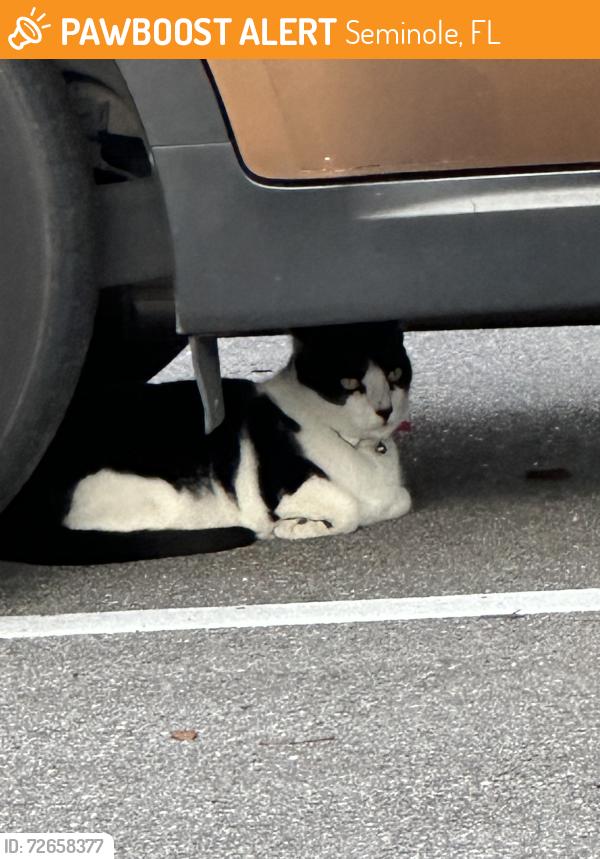 Found/Stray Unknown Cat last seen Seminole Blvd and Valor Preserve Way, Seminole, FL 33772