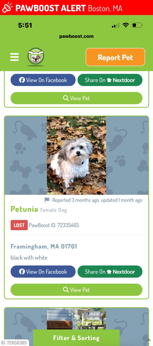 Lost Male Dog last seen Feilds corner dorchester, Boston, MA 02122