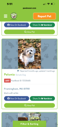 Lost Male Dog last seen Feilds corner dorchester, Boston, MA 02122