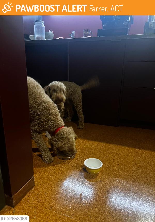 Found/Stray Unknown Dog last seen Wagga St playground, Farrer, ACT 2607