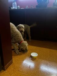 Found/Stray Unknown Dog last seen Wagga St playground, Farrer, ACT 2607