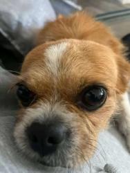 Lost Male Dog last seen Anaheim blv and Lincoln , Anaheim, CA 92815
