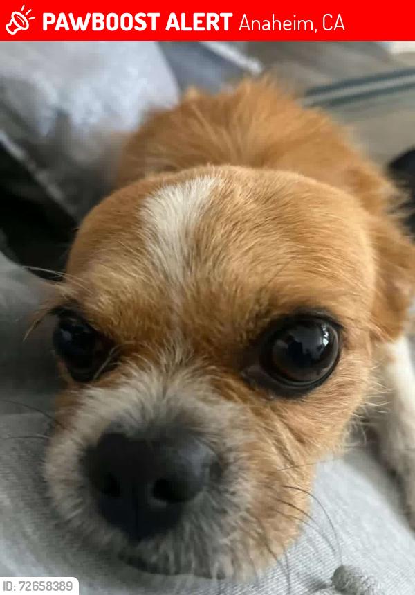 Lost Male Dog last seen Anaheim blv and Lincoln , Anaheim, CA 92815