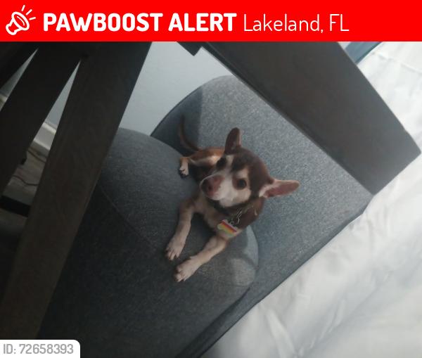 Lost Male Dog last seen Maine Avenue, Lakeland, FL 33801