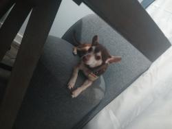 Lost Male Dog last seen Maine Avenue, Lakeland, FL 33801