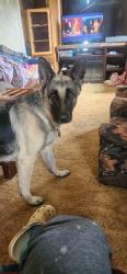 Lost Female Dog last seen Giles n Genito , Amelia Court House, VA 23002