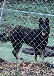 Found/Stray Female Dog last seen Buffalo lake rd, Barbecue, NC 27332