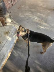 Found/Stray Male Dog last seen Tingley beach are by zoo, Albuquerque, NM 87104