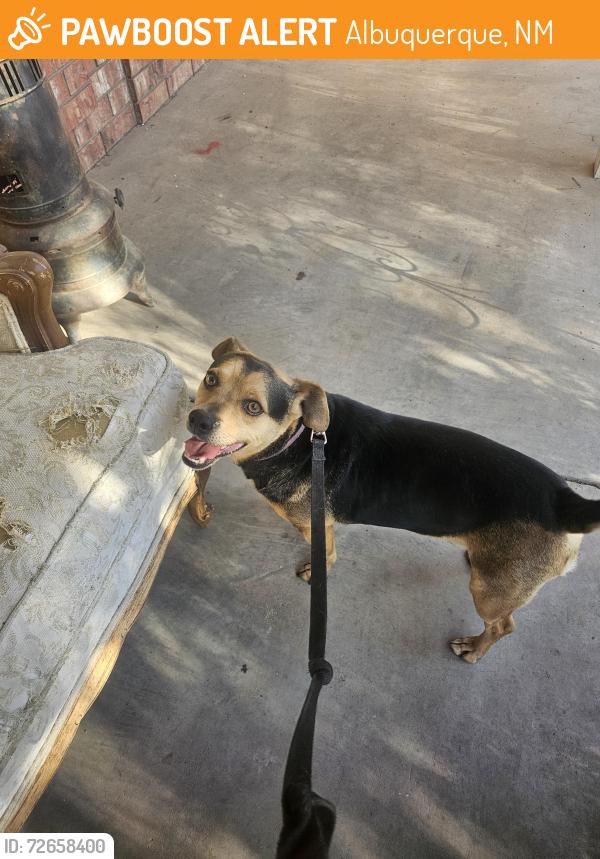 Found/Stray Male Dog last seen Tingley beach are by zoo, Albuquerque, NM 87104