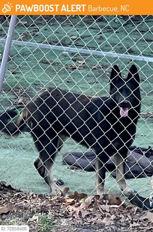 Found/Stray Female Dog last seen Buffalo lake Rd, Barbecue, NC 27332
