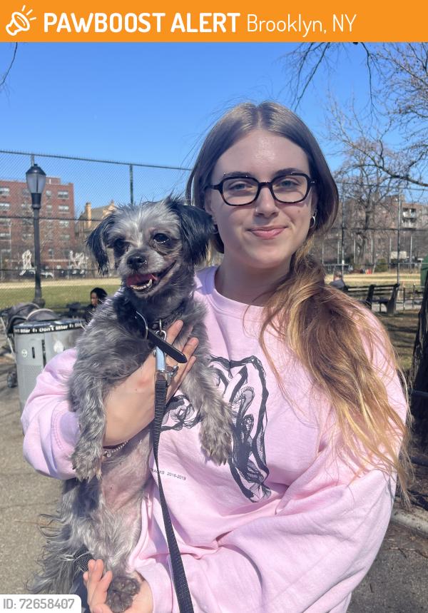 Found/Stray Female Dog last seen In kings county hosp parking lot, Brooklyn, NY 11203