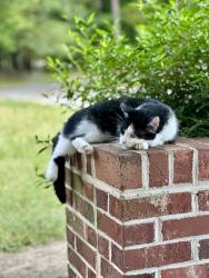 Lost Female Cat last seen Howell rd , Blythewood, SC 29016